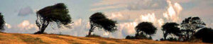 Großbritannien, England, London, Küste, Wind, Bäume, Natur, Wind, Sturm, Wolken, Reportage, Reise, Reisereportage
